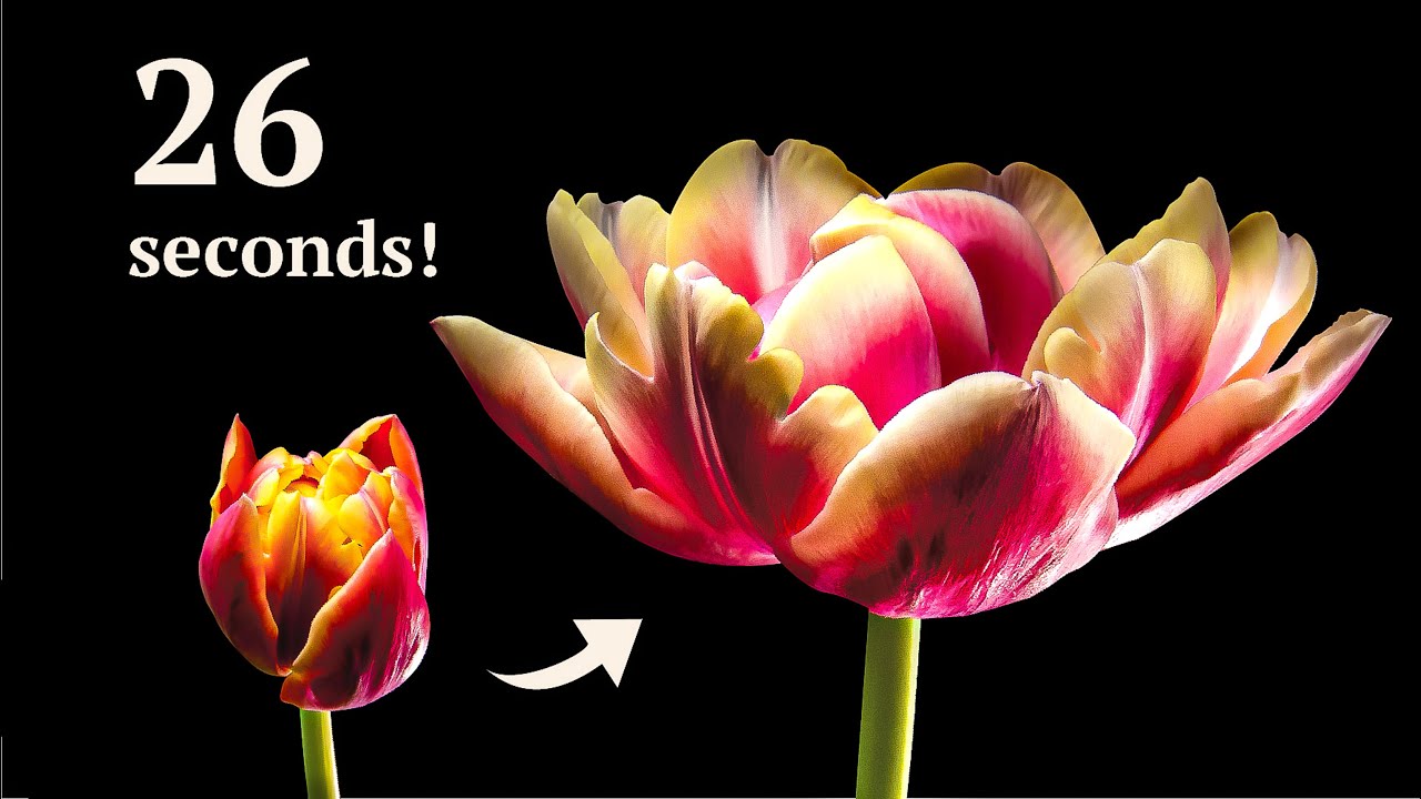 TULIPS EXPLOSION IN 26 seconds (BEAUTIFUL BLOOMING) | Time Lapse
