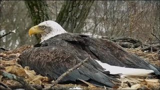 Decorah Eagles- Mom Keeps The Nest Bowl Dry