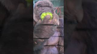 That Crunch! #Gorilla #Asmr #Mukbang #Eating