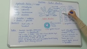 Vaucheria- Thallus Structure, B.Sc. Part- I, Dr. Vinod Kumari.