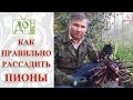 РАССАЖИВАЕМ ПИОН ПРАВИЛЬНО / КАК это ДЕЛАЕМ МЫ, советы от DelaOgorodnieTV