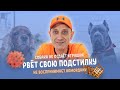 Собака не отдает игрушки,рвёт свою подстилку и не воспринимает намордник