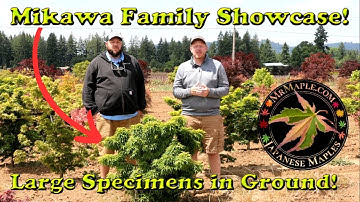 Mikawa Family Specimen Showcase! Small, Medium & Large Japanese Maples | 3 Cultivars Breakdown