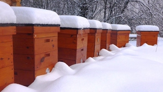 Самый простой и надежный способ подкормки пчел зимой