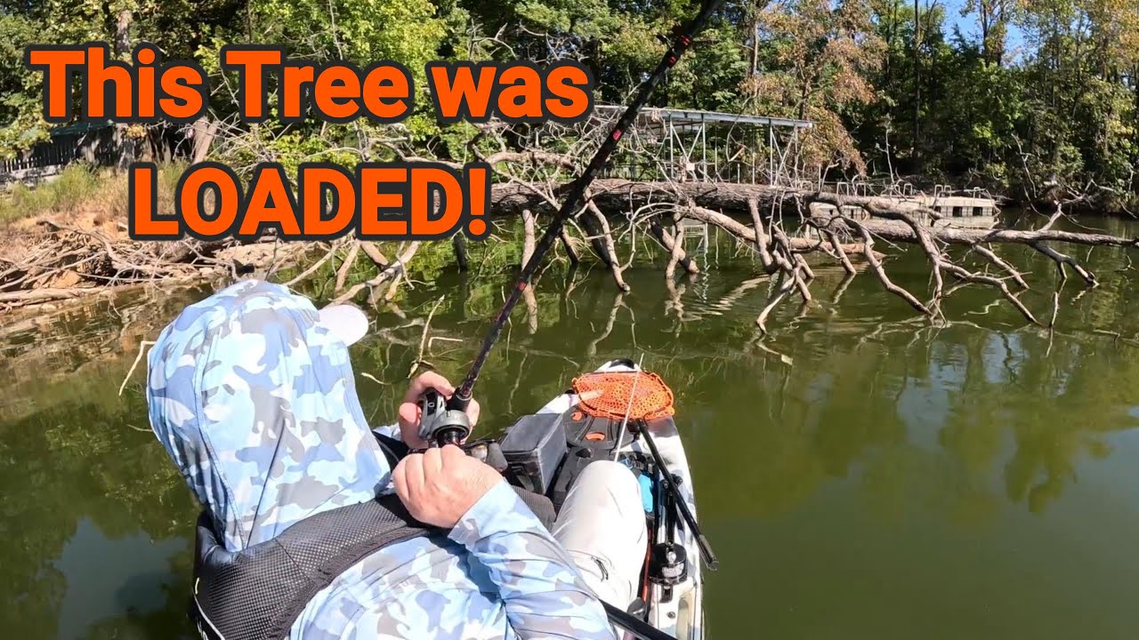 Вытаскиваю окуней из затопленных коряг на своем последнем в этом сезоне турнире по ловле окуня с ...