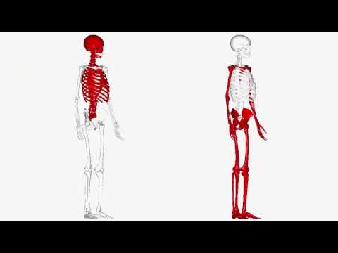 Video: Anatomia, Funzione E Diagramma Delle Falangi Centrali (piede) - Body Maps