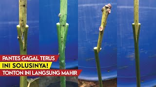 Pemula Wajib Tahu! Penyebab Gagal Sambung Pucuk dan Solusinya