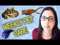 ALL MY PETS! My Weekly Pet Care Routine 2019 And Pet Updates