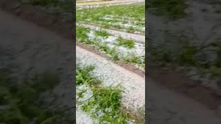 Tomato Field Destroyed Due To Hail