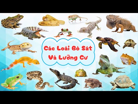 Các Loài Bò Sát Và Lưỡng Cư | Bé học tiếng anh các loài bò sát và lưỡng cư| Ếch, Cá Sấu, Rồng Nam Mỹ