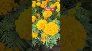 F1 merigold plants with flowers 🌺 #shortsvideos #youtube #flowerplants #springflowerplants #viral
