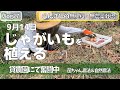 Vlog27 じゃがいもを植える　9月14日　貸農園にて無肥料・無農薬栽培　菌ちゃん農法　自然農法