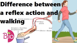 Download lagu What Is The Difference Between A Reflex Action And Walking? By Simply The Best B Mp3 Video Mp4