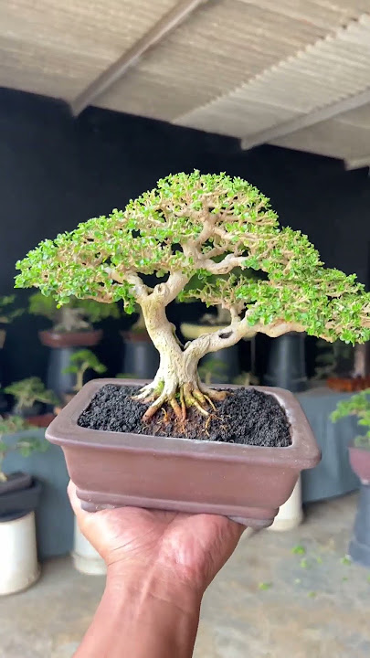 HARGA BONSAI SANCANG MAME #bonsaitree #bonsaisancang