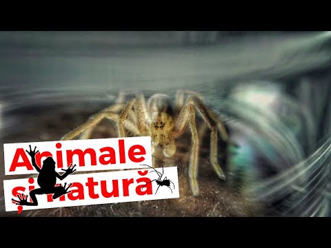 Video: Care au antene păianjeni sau insecte?