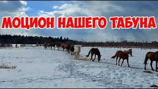 Как мы выгуливаем сотню лошадей зимой