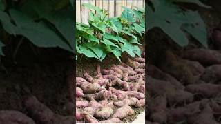Two ideas to grow healthy and fresh sweet potatoes in your garden  ? ? gardening garden plants