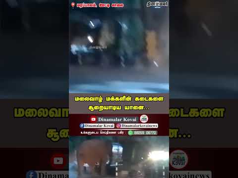 மலைவாழ் மக்களின் கடைகளை சூறையாடிய யானை...