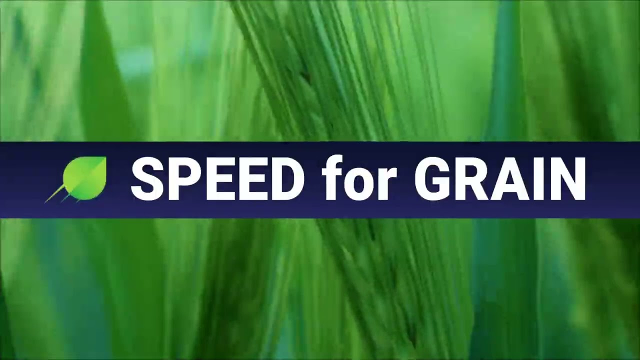 Stimuliše dobar rod žitarica: SPEED for GRAIN
