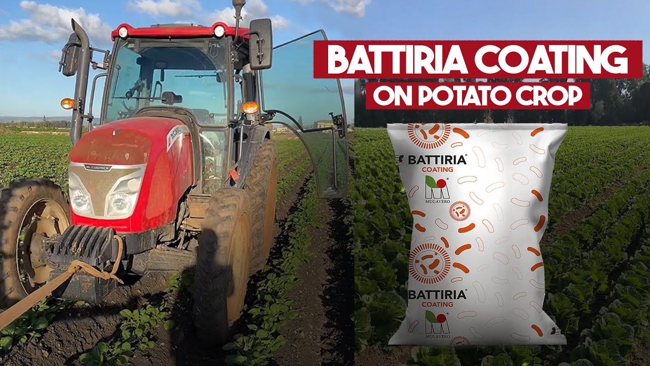 BATTIRIA COATING ON POTATO CROP - CHECK THE ROOTS SYSTEM
