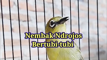 M4$T3R4N B1K1N PL3C1 N3MB4K NDR0J0$, Terapi Pleci Nembak