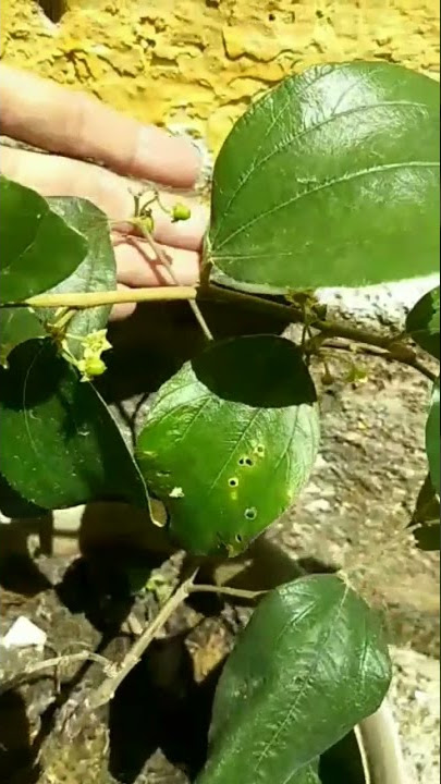 MAU CEPAT BERBUAH APEL PUTSANYA, COBA LAKUKAN INI