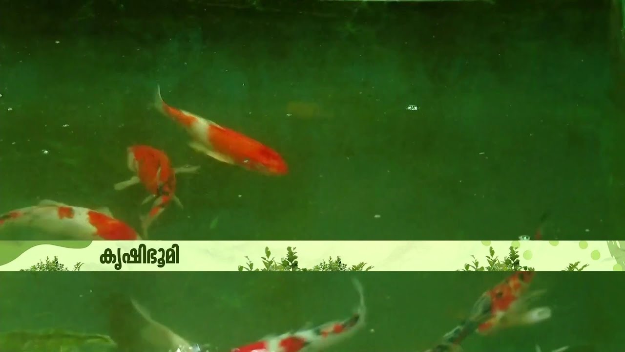 3 ഏക്കര്‍ കുളം.. 8000ത്തോളം മത്സ്യങ്ങള്‍.. ഇത് വയനാട്ടിലെ മീനുകളുടെ അത്ഭുതലോകം | Fish Farming