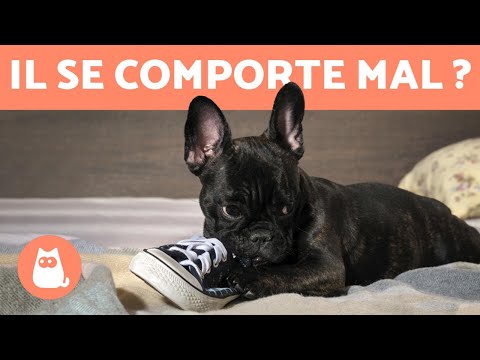 Vidéo: Comment corriger le mauvais comportement chez le chien