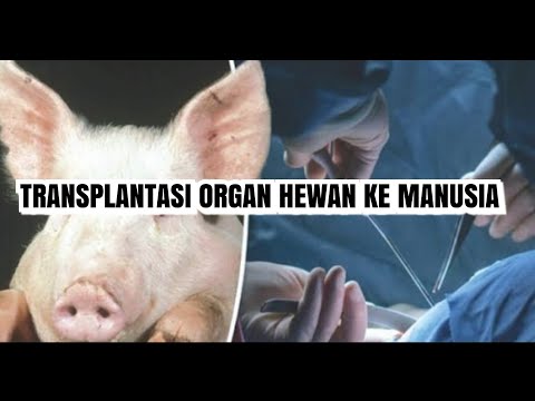 Video: Mengapa Organ Babi Berakar Pada Manusia