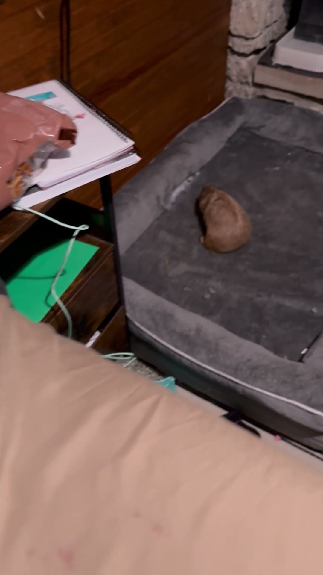 Sassy Bean Destroys Brother's Dog Bed || ViralHog