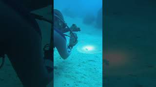 Mysterious Sea Creature With Yellow Spots Discovered Underwater! #shorts