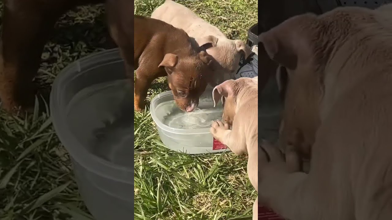 4 Week Old Puppies Youtubeshorts Viralvideo Viral Ddk9 Bullymax Trending Trendingshorts