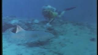 Woman Scuba Diver Encounters Sea Life 1980S