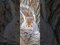 🐿️ ever get the feeling of squirrels watching you .... #papasquirrel