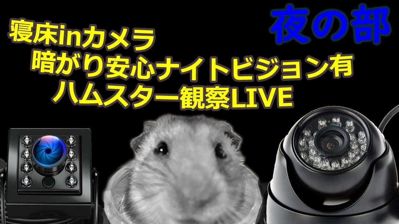 [LIVE]ハムスターの観察ライブカメラ(20260201)　Joint Cube Home Hamster Reality 
