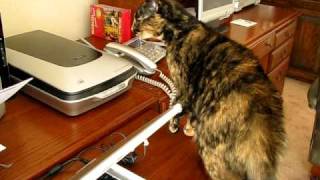 Our cat Molly and the evil printer