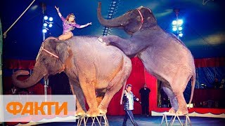 Уже продали билеты. В Одесском цирке покажут шоу с животными, несмотря на запрет Уже продали билеты. В Одесском цирке покажут шоу с животными, несмотря на запрет