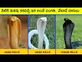ప్రాణాలు తీసే విషపూరితమైన పాములు | Most Venomous Snakes In The World | Telugu Facts | BMC FACTS