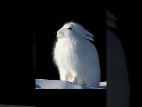 Арктический беляк