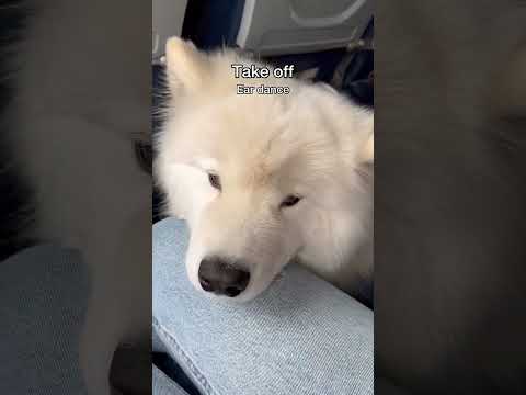 Video: Když Psi Fly