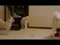 猫乱入