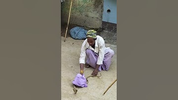Nagin dance Cobra Snake video viral 1🐍🐍#viralvideo #shorts #cobra snake