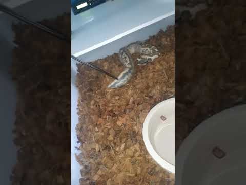 python   In shed blood python