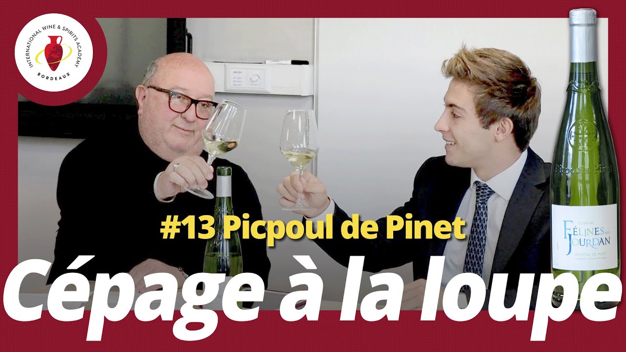 /Cépages à la loupe/ #13 Picpoul de Pinet