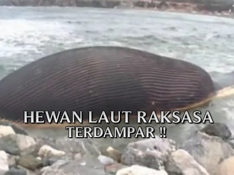 KEJADIAN NYATA DI  DUNIA HEWAN  LAUT  RAKSASA MISTERIUS  