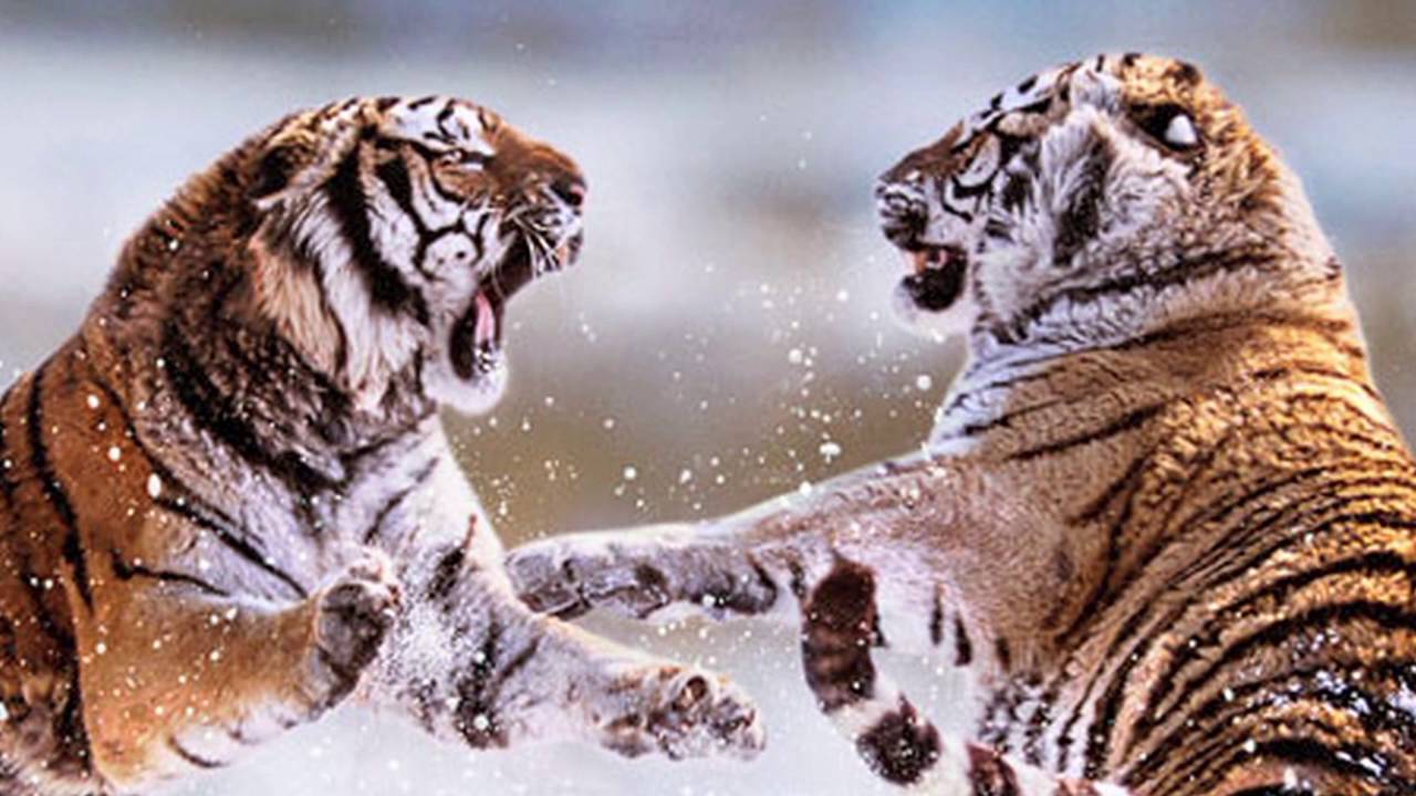 6600 Koleksi Gambar Hewan Dan Lingkungannya Gratis Terbaik