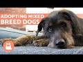 10 reasons for adopting mixed breed dogs 