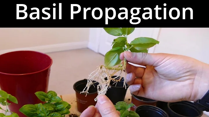 Basil, How To Grow More Than You Can Eat