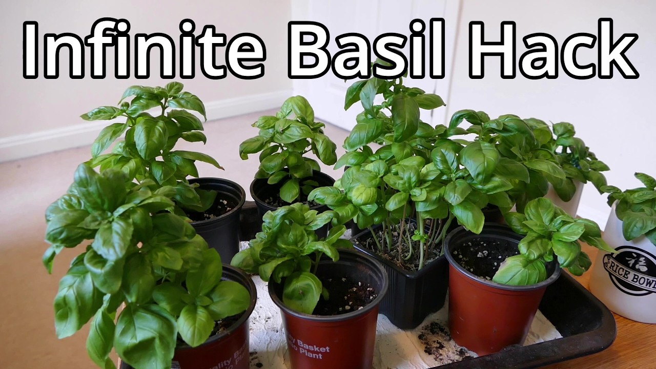 Basil, How To Grow More Than You Can Eat