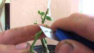 Vaccination in the splitting of lemon and bark